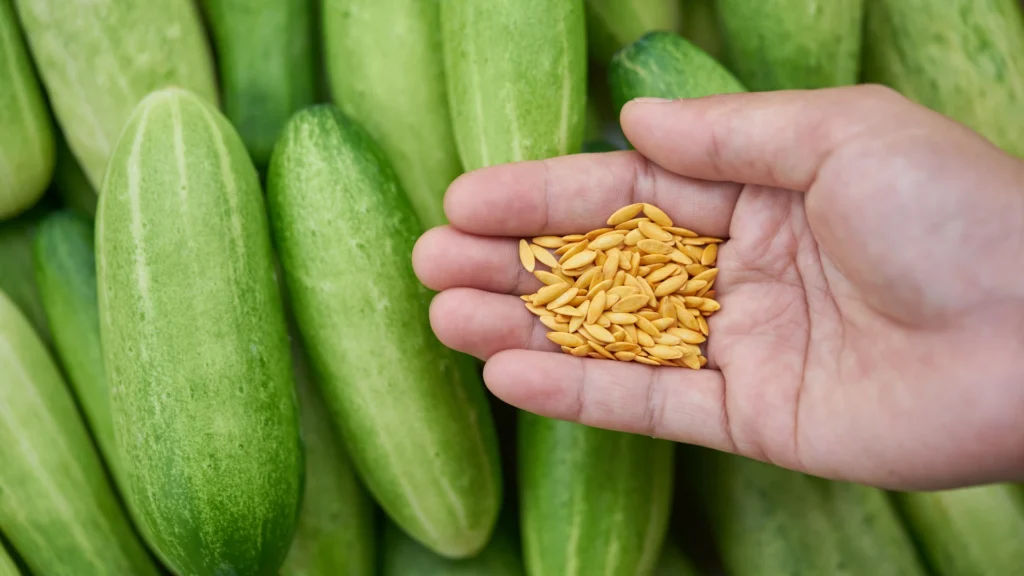 Benefits of Cucumber Seeds