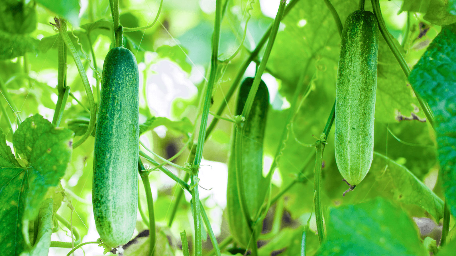 Cucumber and Benefits – Hydrate, Detox, and Nourish Naturally