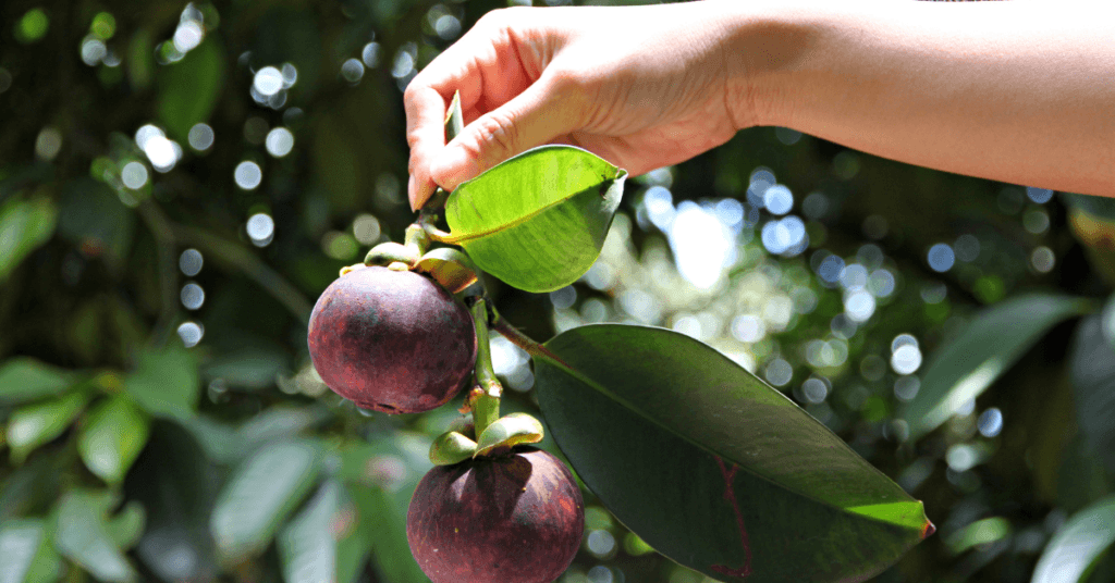 Incredible Mangosteen Benefits