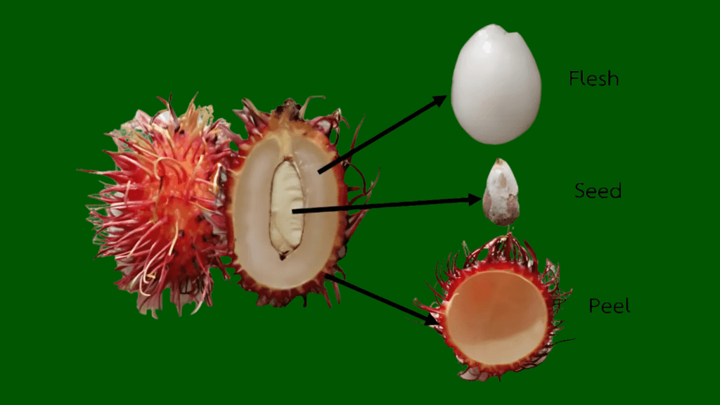 benefits of rambutan fruits - health benefits of rambutan fruits